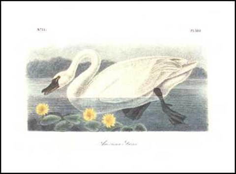 Framed American Swan Print