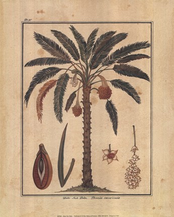 Framed Date Nut Palm Print