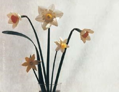 Framed Daffodil III Print