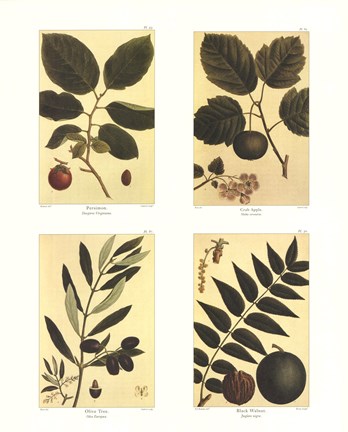 Framed Botanical Four Panel II Print