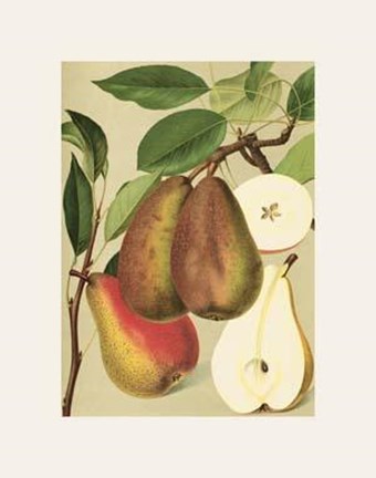 Framed Clarigeau&#39;s Butterbine Pears Print