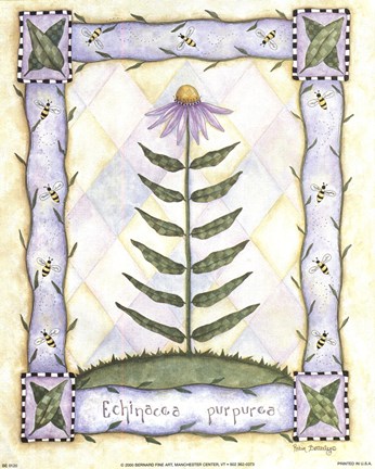 Framed Echinacea Purpurea Print