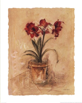 Framed Secret Amaryllis II Print