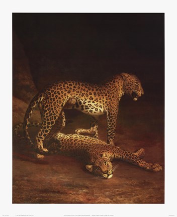 Framed Two Leopards Playing In The Exeter Chang Print