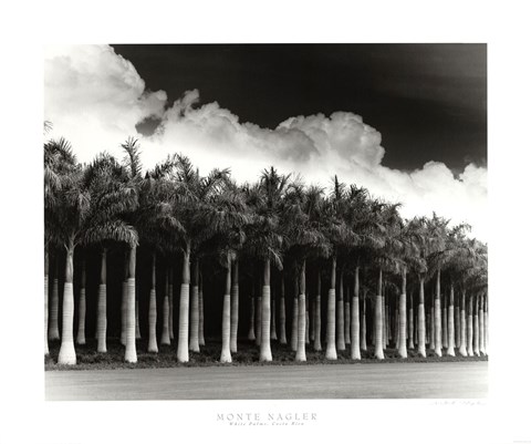 Framed White Palms, Costa Rica Print