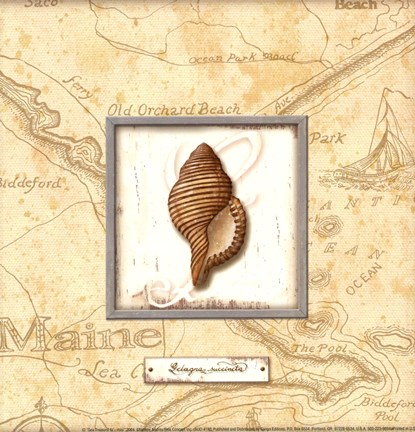 Framed Sea Treasure IV - Mini Print