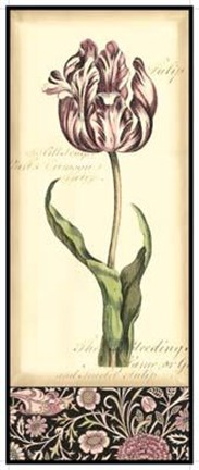 Framed Baroque Tulip In Pink II Print