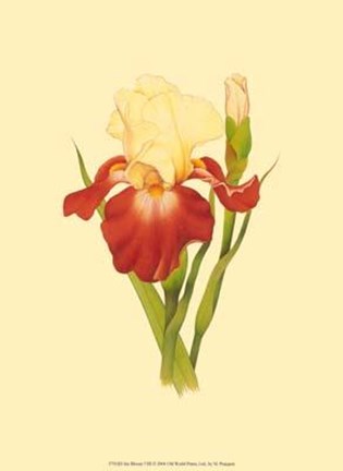 Framed Iris Bloom VIII Print
