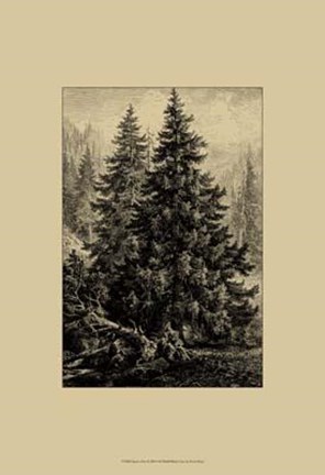Framed Spruce Pine Print
