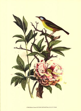 Framed Bird In Nature III Print