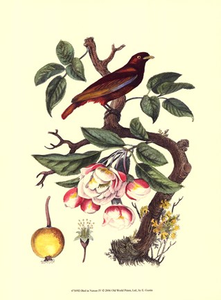 Framed Bird In Nature IV Print