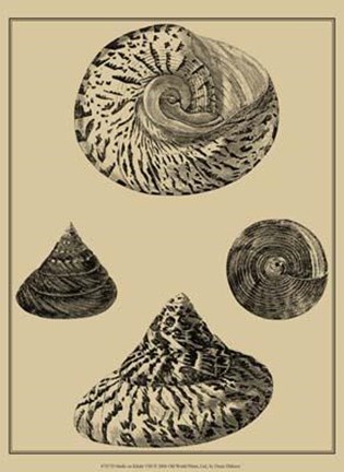 Framed Shells On Khaki VIII Print