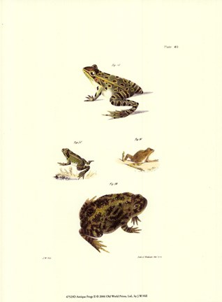 Framed Antique Frogs II Print