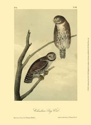 Framed Columbian Day-Owl Print