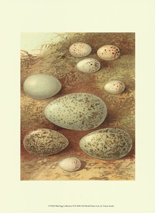 Framed Bird Egg Collection II Print
