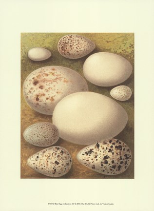 Framed Bird Egg Collection III Print