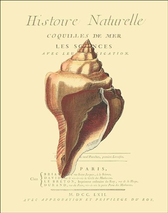 Framed Coquilles De Mer II Print