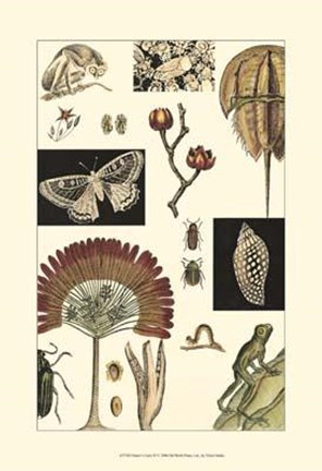Framed Nature&#39;s Curio IV Print