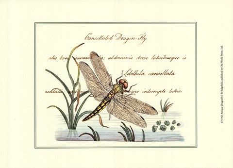 Framed Antique Dragonfly I Print
