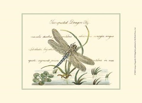 Framed Antique Dragonfly II Print