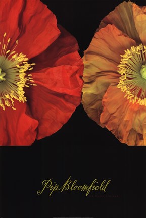 Framed Red And Yellow Poppy I Print