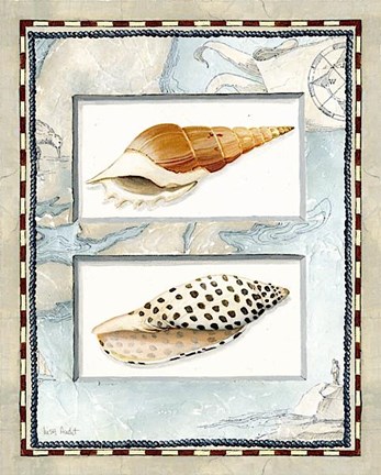 Framed Shells Print