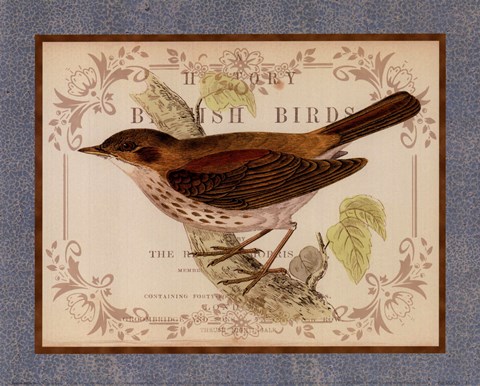 Framed British Birds II Print