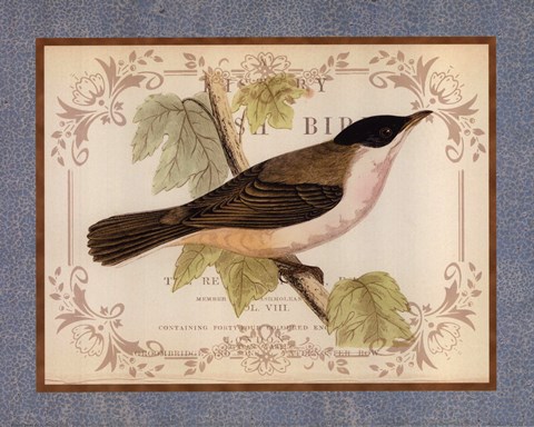 Framed British Birds IV Print