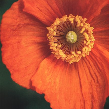 Framed Orange Poppy Print