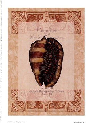 Framed Shell Botanical IV Print