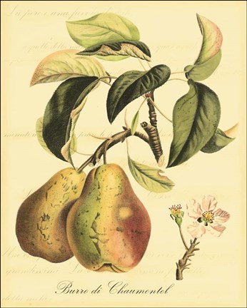 Framed Petite Tuscan Fruits IV Print