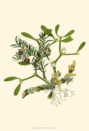 Framed Mistletoe Branch Print
