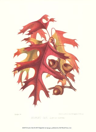 Framed Scarlet Oak Print