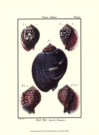 Framed Sea Shells VII Print