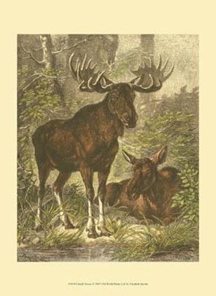Framed Small Moose Print