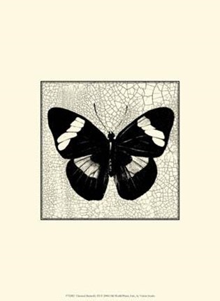 Framed Classical Butterfly III Print