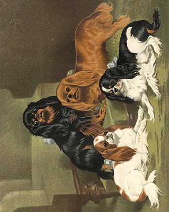 Framed Toy Spaniels Print