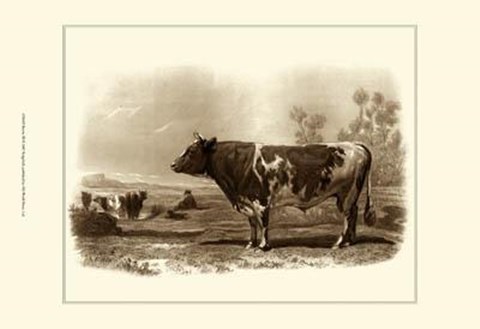 Framed Bovine III Print