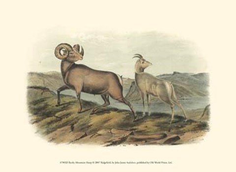 Framed Rocky Mountain Sheep Print