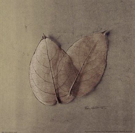 Framed Pair Of Skelton Leaves Print