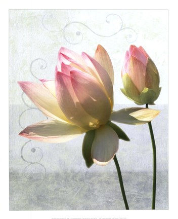 Framed Double Water Lily Print