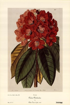 Framed Radiant Rhododendron Print