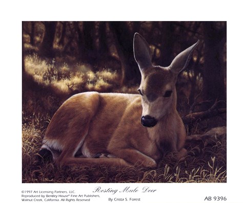 Framed Resting Mule Deer Print