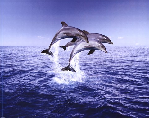 Framed Dolphin Trio Print