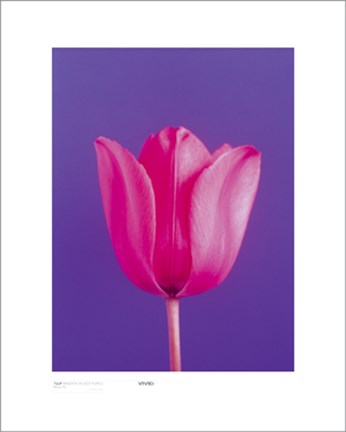 Framed Tulip, Magenta On Deep Purple Print