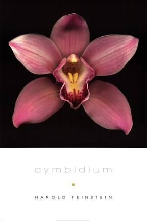 Framed Cymbidium Print