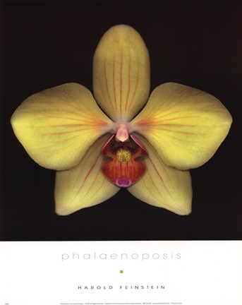 Framed Phalaenopsis Print