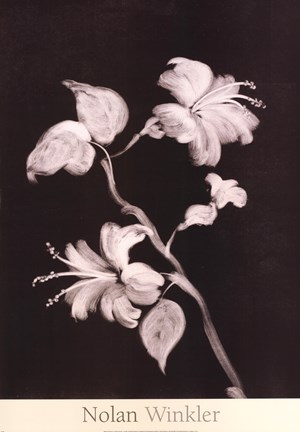 Framed Midnight Hibiscus Print