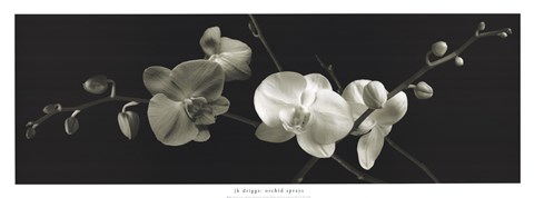 Framed Orchid Sprays Print