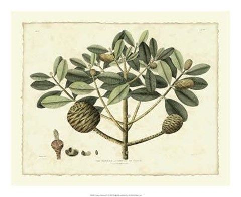 Framed Delicate Botanical IV Print